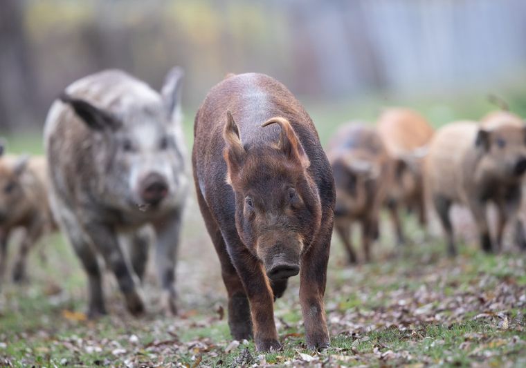 Mangalica